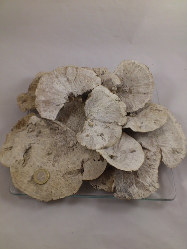 Elfenbankje (sponge mushroom) white-wash. 250 gr.